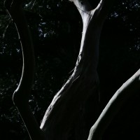 Tronco de árvore - Gabriela Verri