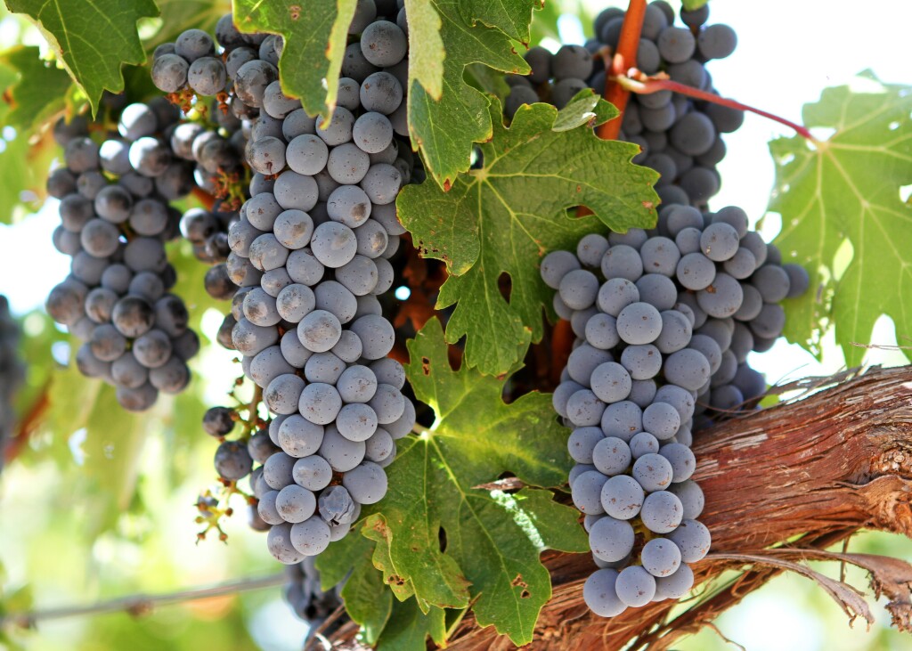 Um dia para a uva Cabernet Sauvignon